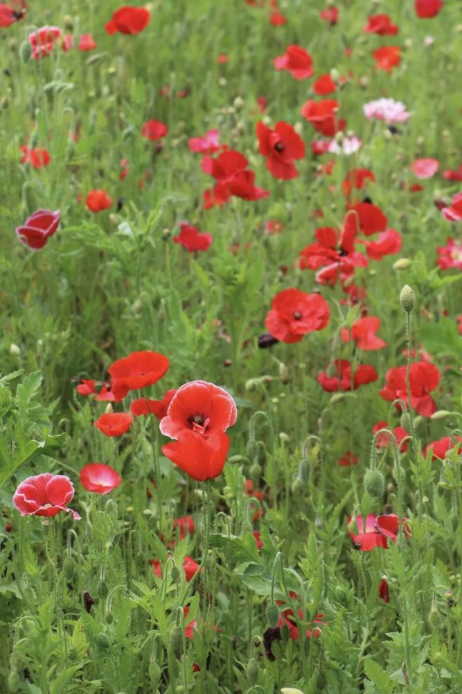 西安人的"莫奈花园"藏不住了!大片虞美人花海美成油画!抓住假期赶紧去