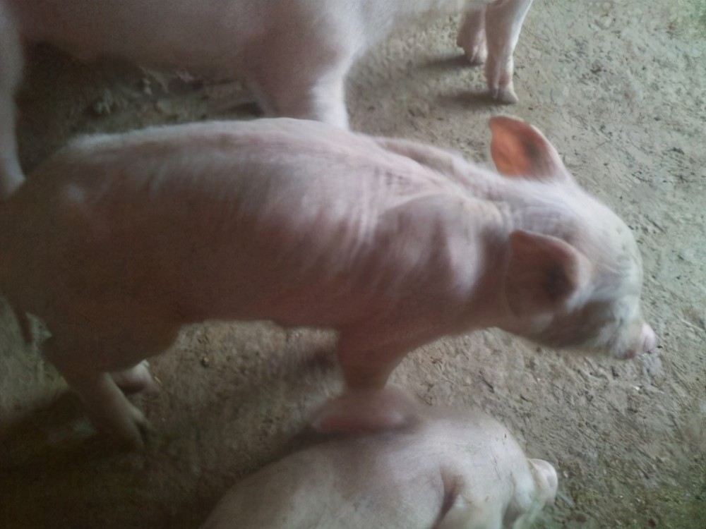 仔猪越来越瘦背露骨仔猪越吃越瘦是什么病这几种病都要考虑