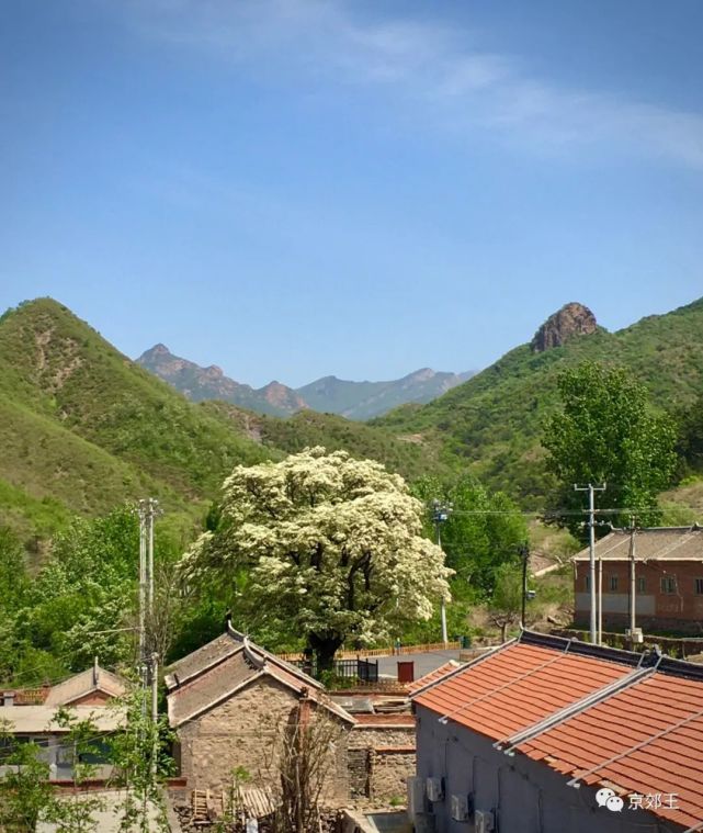 北京最惊艳的一棵树