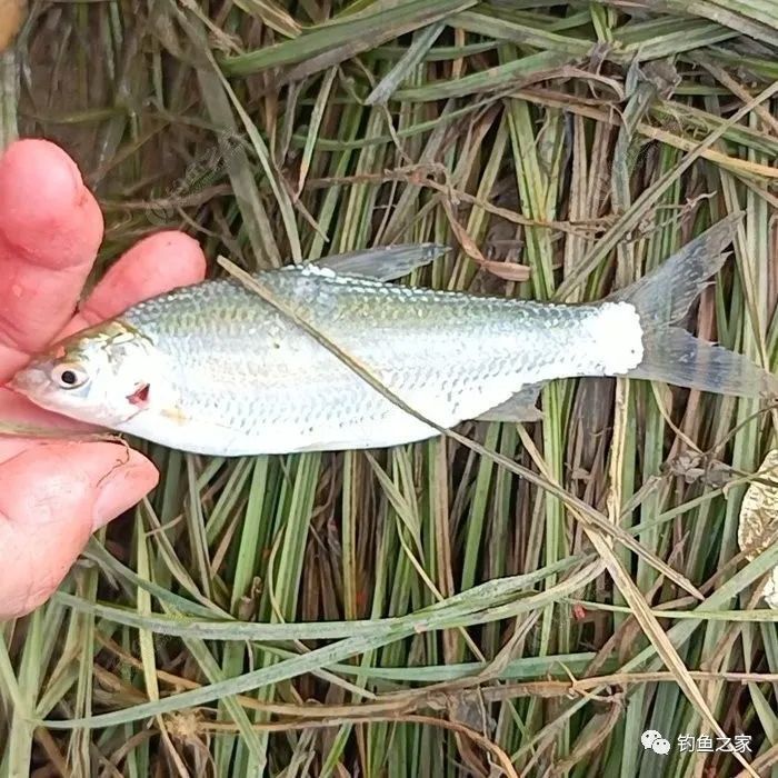 親測各路釣友的建議成功連桿銀鯝魚