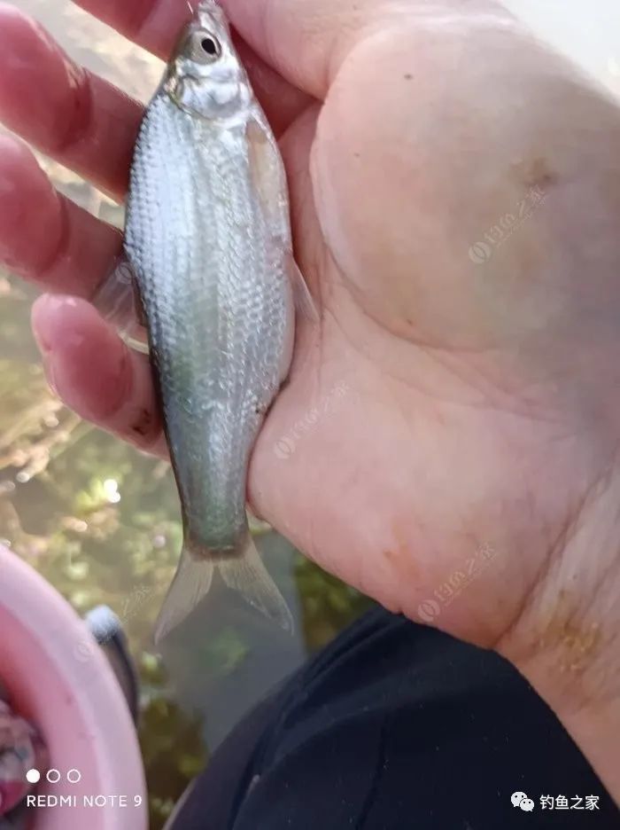 親測各路釣友的建議成功連桿銀鯝魚