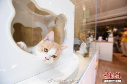 猫品种价格排行_德文卷毛猫名列世界名猫大赛排行榜