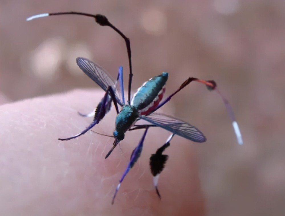 其次,转基因蚊虫在野外被其它生物吃了之后,会不会出现什么问题?