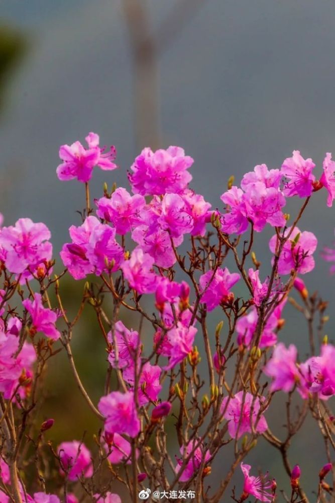 走～大黑山看杜鹃花海