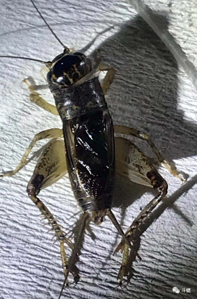 蟋蟀鉴赏:4上青花牙