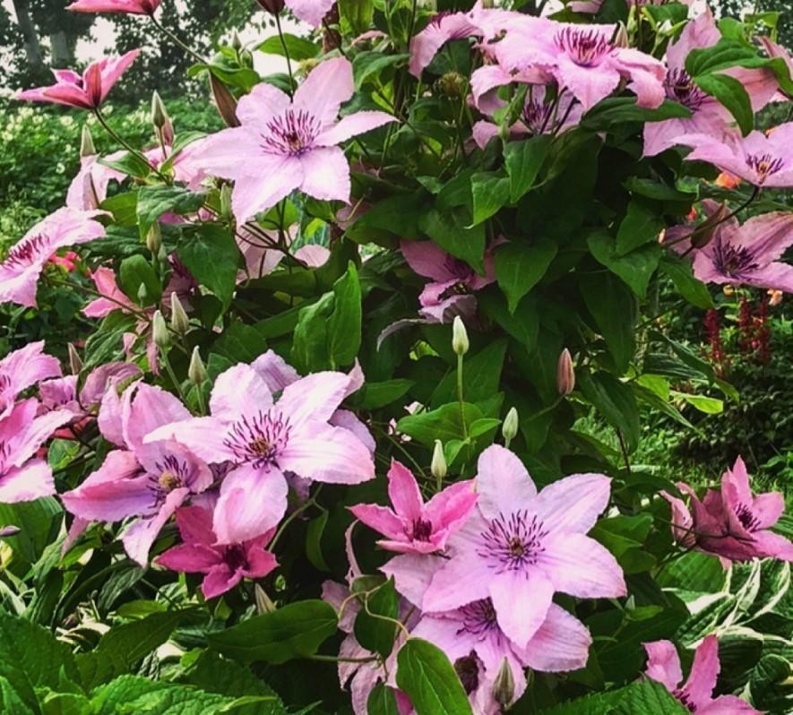 养花就选 藤本植物皇后 年年6到10月开花 花型似星星 腾讯新闻