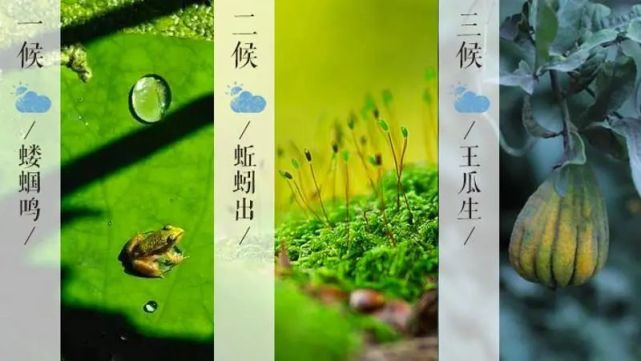 立夏三候王瓜生图片