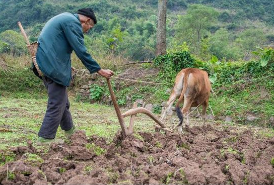 立夏到了,俗语:"当日不下雨,犁耙高挂起",那年景是好是坏?