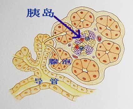 胰岛功能不好的人,这3种食物每天吃,修复胰岛降血糖