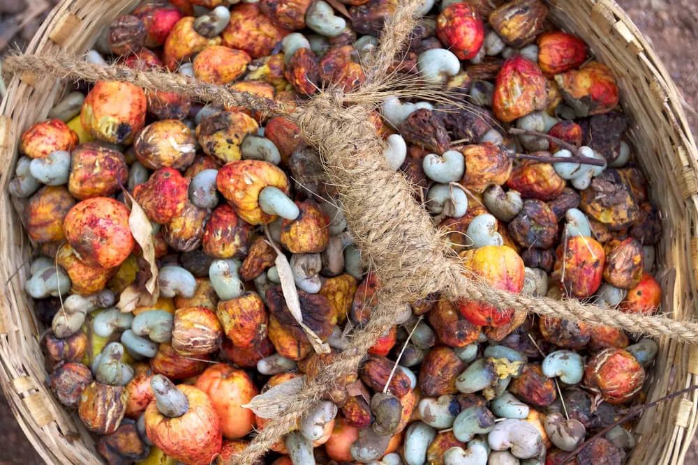 印度果阿邦不只有海滩椰林还有芬尼酒