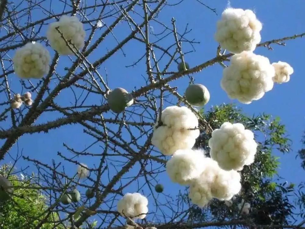 使得这些原来的异木棉果实提前爆裂,绽放成一个个白色棉花团