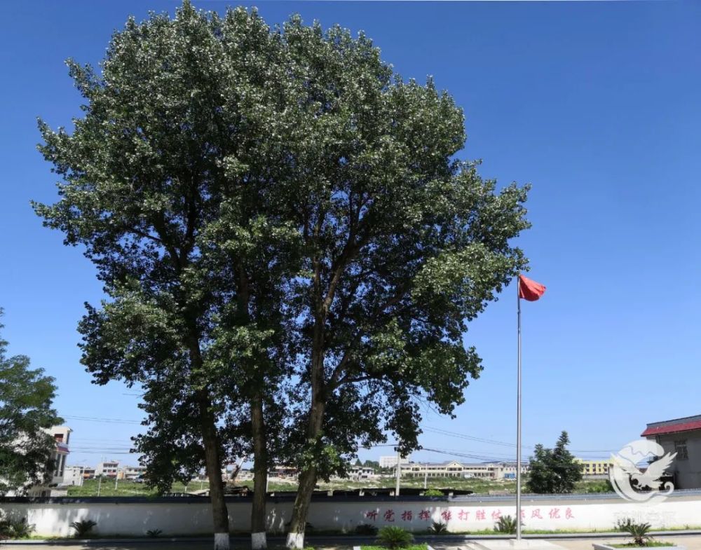 迷彩印记|在队56年,连队最老的3个"兵"