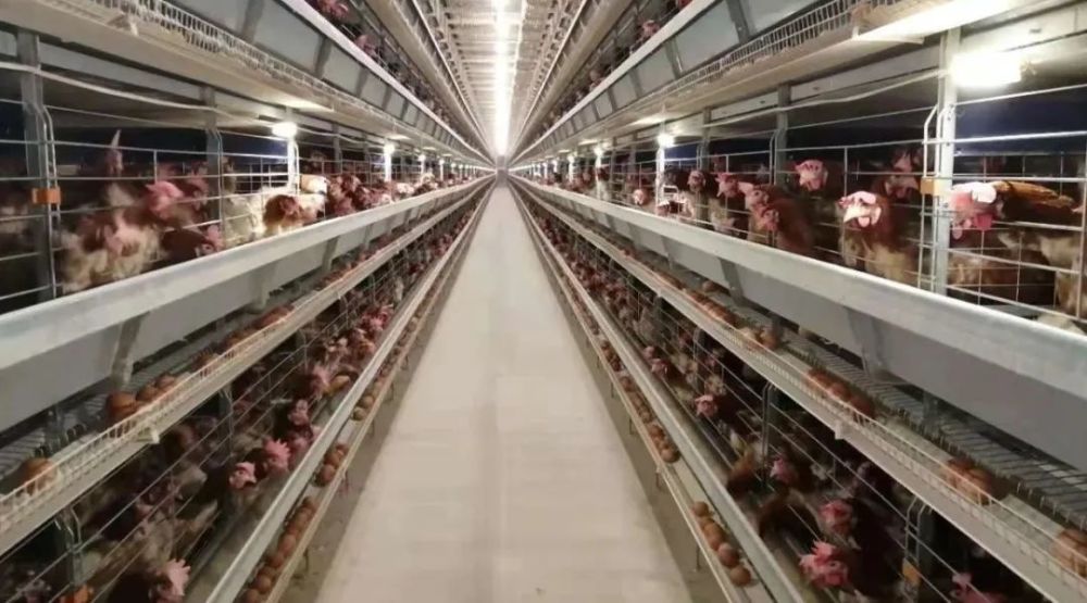 3,把握好带鸡消毒的时间和次数冬春季建议在午后温度较高时带鸡消毒