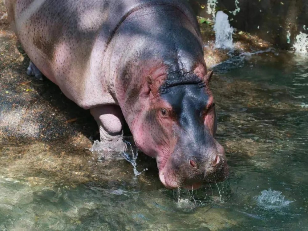 时隔半年上海动物园的河马们终于回归户外了