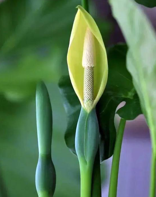 常见植物观花观叶观果可知还有观赏佛焰苞的花卉