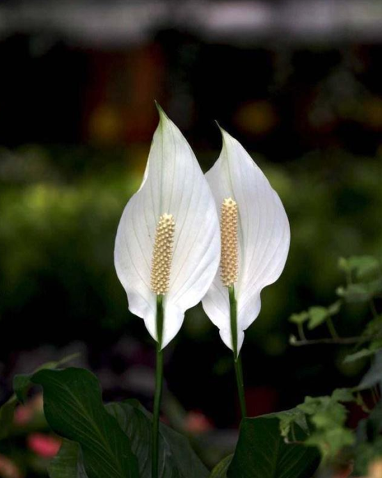 常见植物观花观叶观果可知还有观赏佛焰苞的花卉