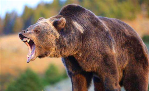 日本北海道食人熊:3天吃10人,专狩猎女性,所留照片曾吓哭小孩