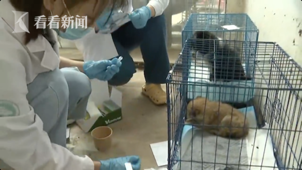 热点关注丨成都宠物盲盒事件后续已开始治疗生病的猫狗