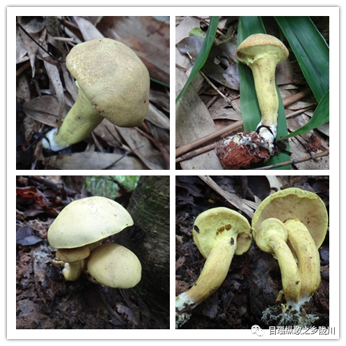 8, 黄褐口蘑:菌盖棕红色;菌褶白色束状;菌柄白色,质地疏松,触碰不变色