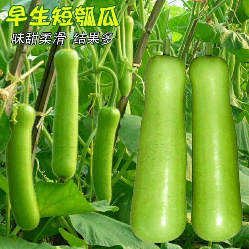 一般来说,葫芦科的蔬菜水果经过人类的长期选育,已经很少或不产生葫芦