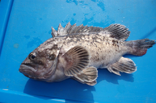 海里也有一种黑鱼(又叫黑鮶鱼,学名许氏平鮋),它的肉质和味道比淡水