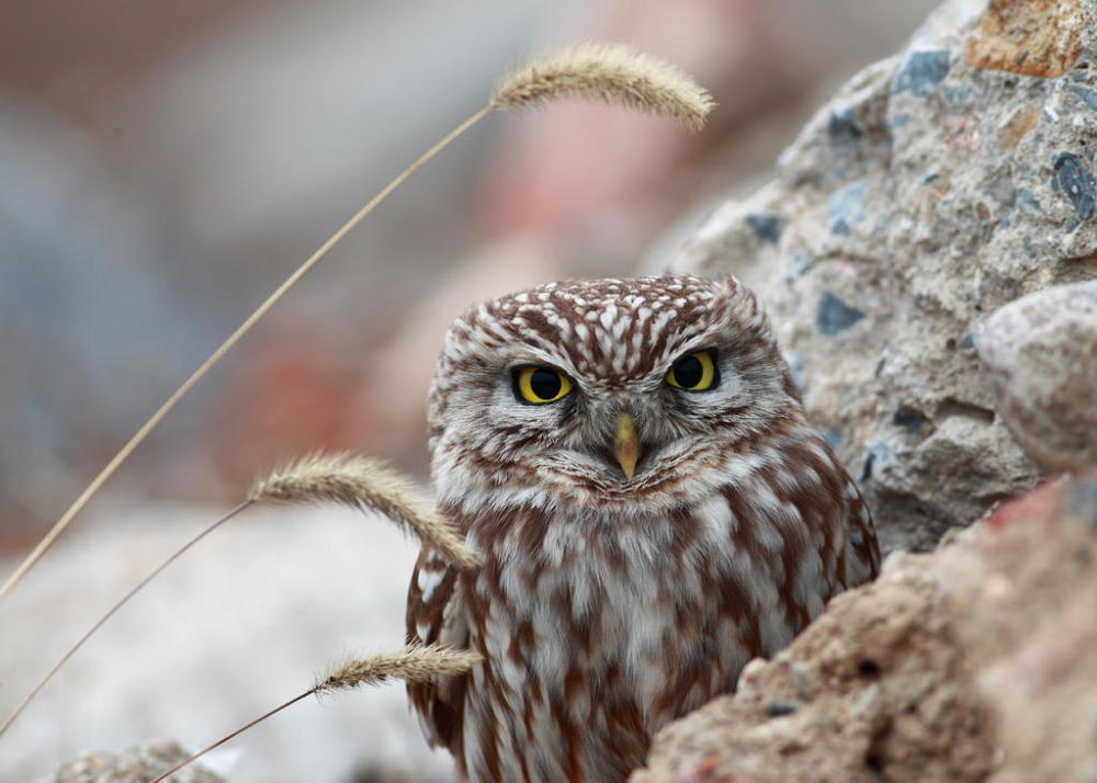 百态鸮趣-纵纹腹小鸮