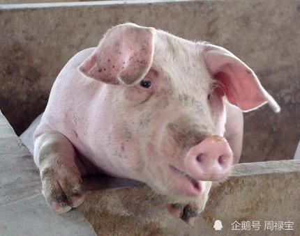 周禄宝:一边吃猪肉一边骂猪笨的人,欠猪一句道歉