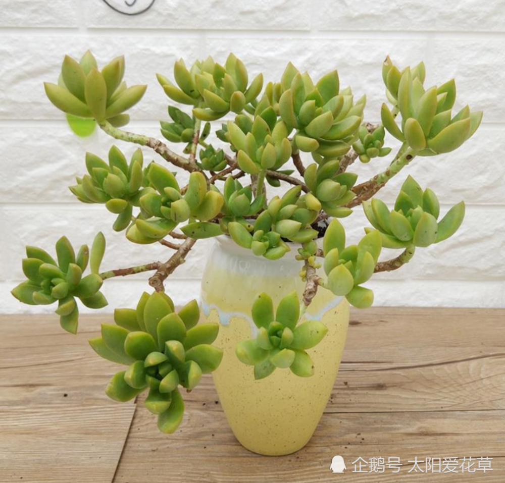 说实话多肉真好养 你只要注意3个事项 啥肉肉都能养活 腾讯新闻