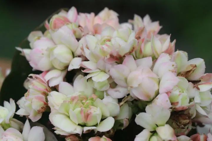 奥格尔长寿花景天科伽蓝菜属多肉植物中小型种易群生