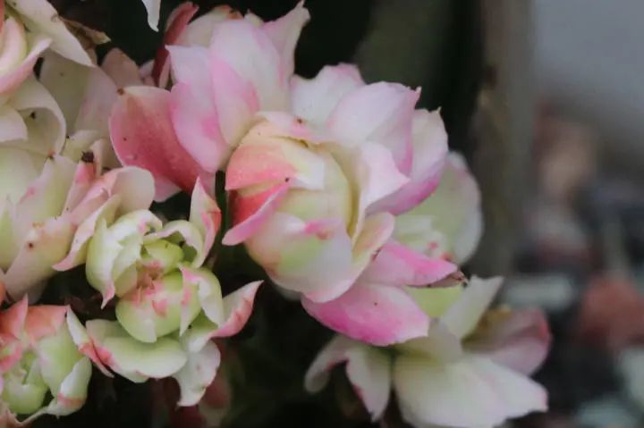 奥格尔长寿花景天科伽蓝菜属多肉植物中小型种易群生