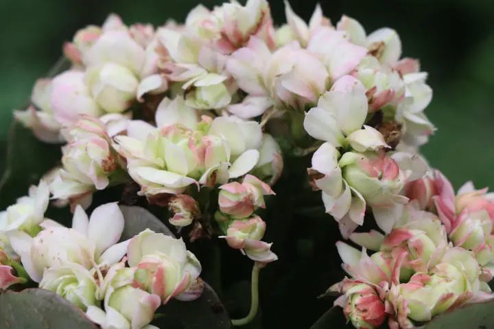 奥格尔长寿花景天科伽蓝菜属多肉植物中小型种易群生