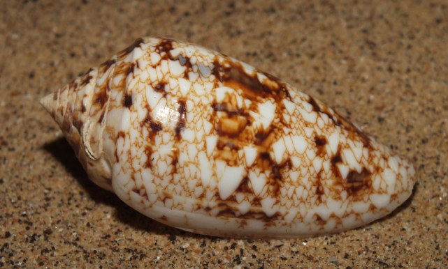 海南有种鸡心螺一滴毒液可杀20人真的抽不完一支烟人就没了