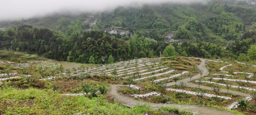 四川花椒产地都是哪些地方