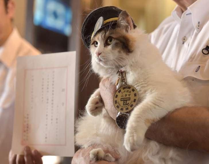 袖虎带你走进日本人的猫世界