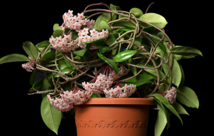 五月球兰不开花告诉你3点做错的赶紧改小苗也能开爆盆