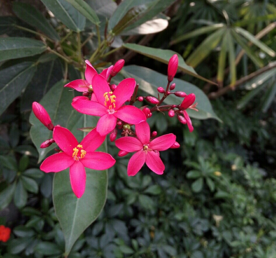 美丽的琴叶樱 腾讯新闻