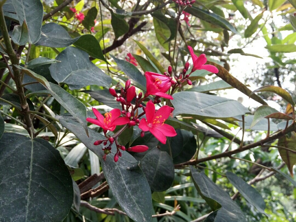 美丽的琴叶樱 腾讯新闻