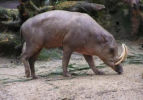 日本獸醫不顧反對執意去核輻射區餵養變異動物6年結果如何