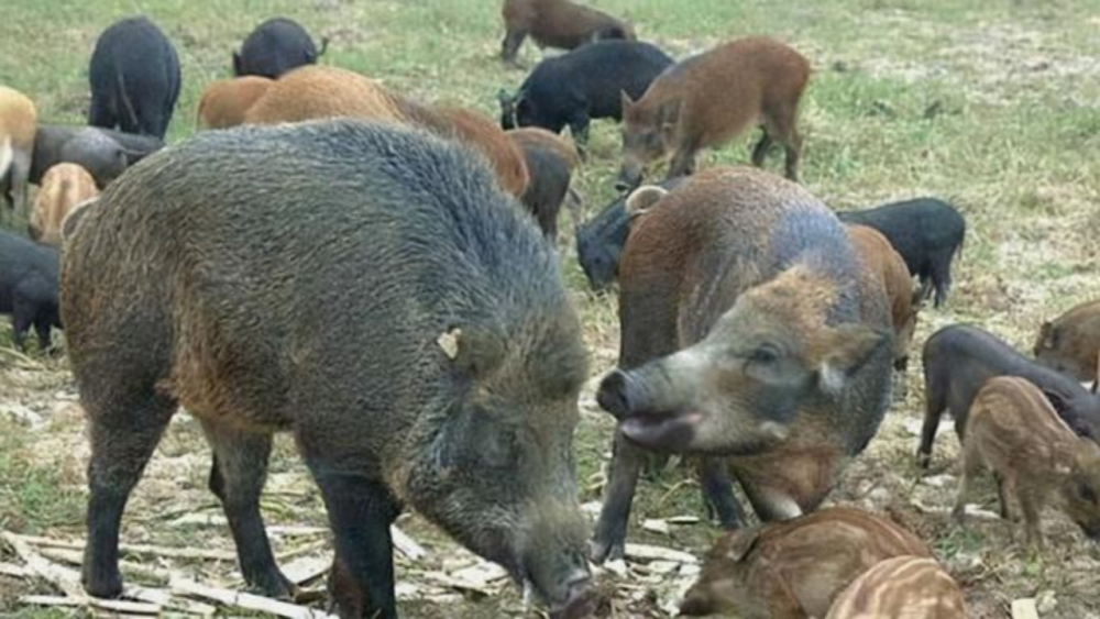 美野猪泛滥成灾,农场主竟开着直升飞机直接扫射!