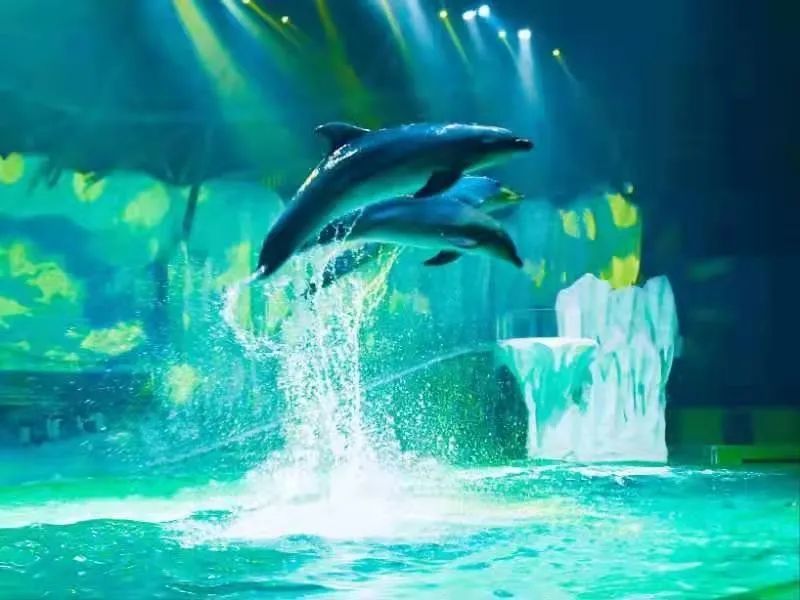 哈尔滨极地公园三鲸秀世界首次亮相五一期间多重活动推动文旅复苏