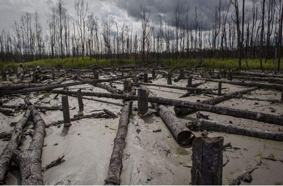地球开启自我修复,灭绝100年的生物在南美洲再现,意味着什么?