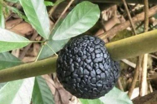 女子在竹林发现怪异的 黑炭球 看清之后女子乐坏了 捡到宝贝了 腾讯新闻