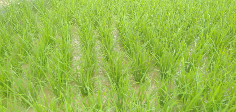 合理灌溉提高水温泥温,减少早稻受低温发生僵苗,促进