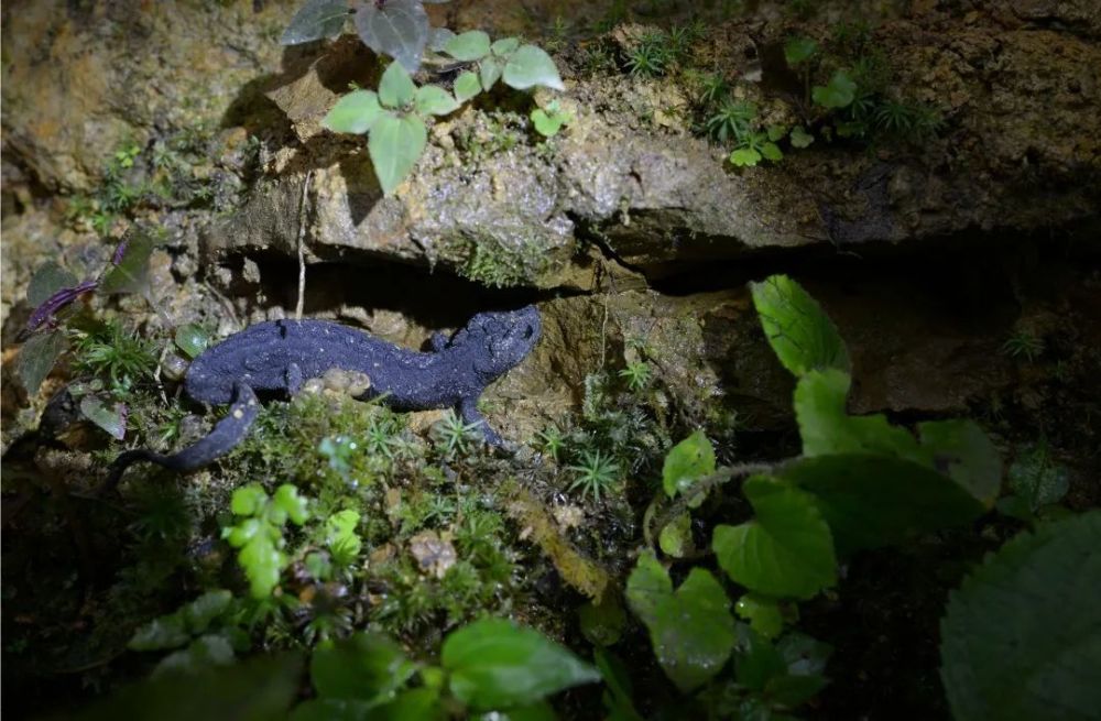 图说贵州宽阔水国家级自然保护区