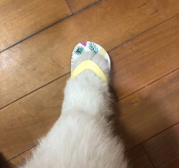 狗子的小jiojio好可爱