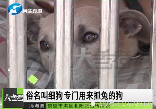 鹤壁因为参与主人赌博17只犯罪嫌疑狗被抓涉案金额近20万元