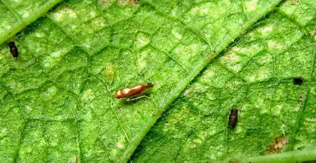 葡萄斑叶蝉又名葡萄二星叶蝉,二星浮尘子.