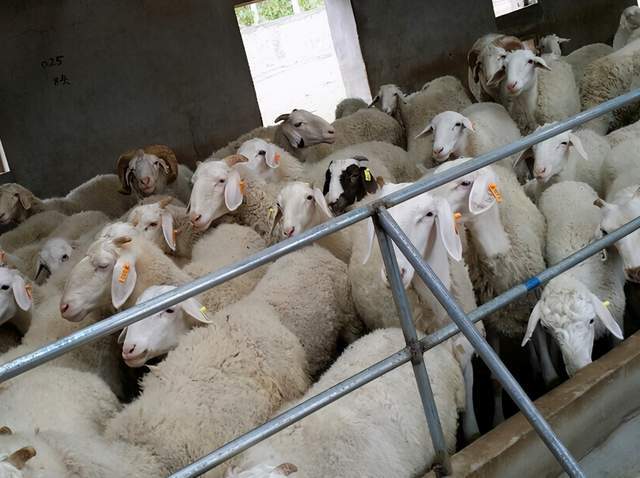 這個時期精飼料由之前的日均每隻羊400克增加到500克左右,同樣粗飼料