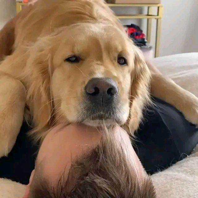 看小猫趴主人身上睡觉,90斤的狗吃醋了,它接下来举动太搞笑