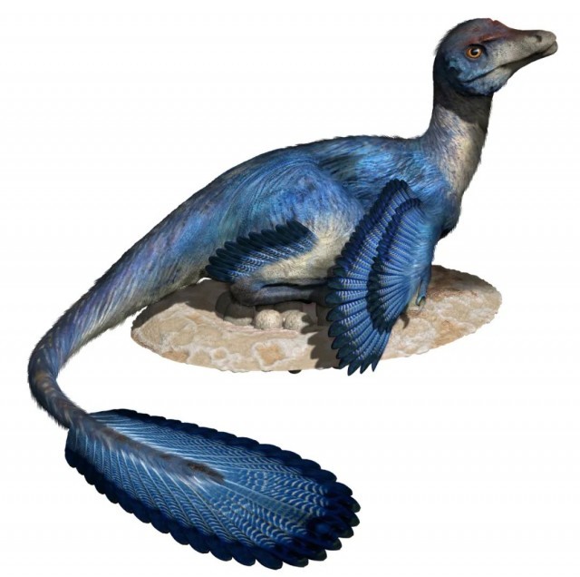 伤齿龙复原图近年来,浙江自然博物院联合省内的县市博物馆及日本福井